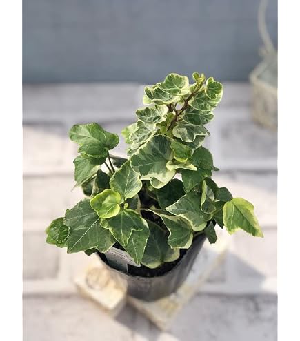 Amazon.co.jp: ヘデラ カナリエンシス / 10.5cmポット 【3本セット